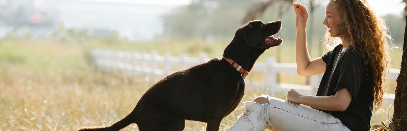 Una persona enseñando a un perro a sentarse usando un premio (refuerzo 
positivo), en una sesión de adiestramiento calmada y positiva.