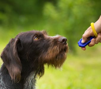 Etapas del adiestramiento con refuerzo positivo