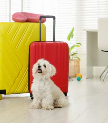 Asistencia en Viaje
