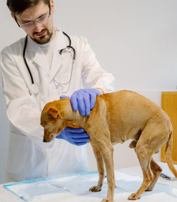 Asistencia Veterinaria Preventiva
