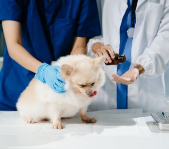 Calendario de vacunación y desparasitación para perros y gatos