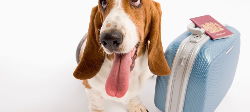 Coberturas y asistencia para mascotas durante un viaje internacional