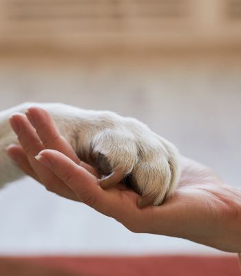 indemnización muerte mascota 