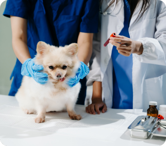 Evolución y tendencias en el cuidado moderno de mascotas