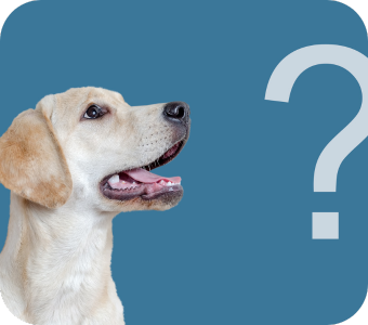 Preguntas frecuentes sobre viaje con mascotas