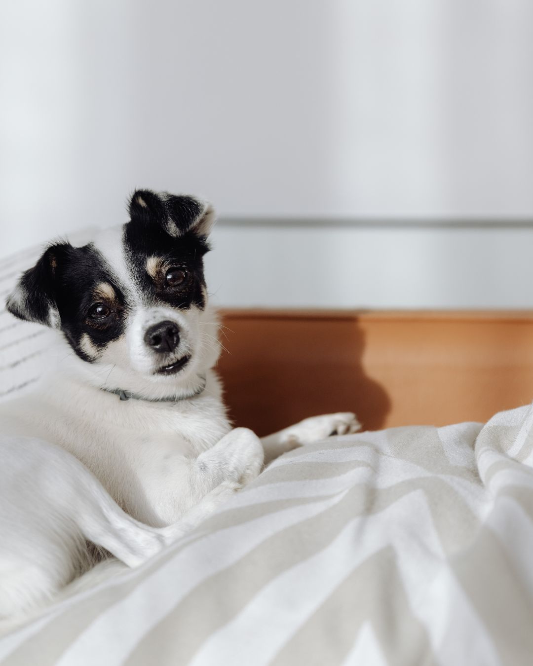 Guía de alojamiento pet-friendly, normas y suplementos