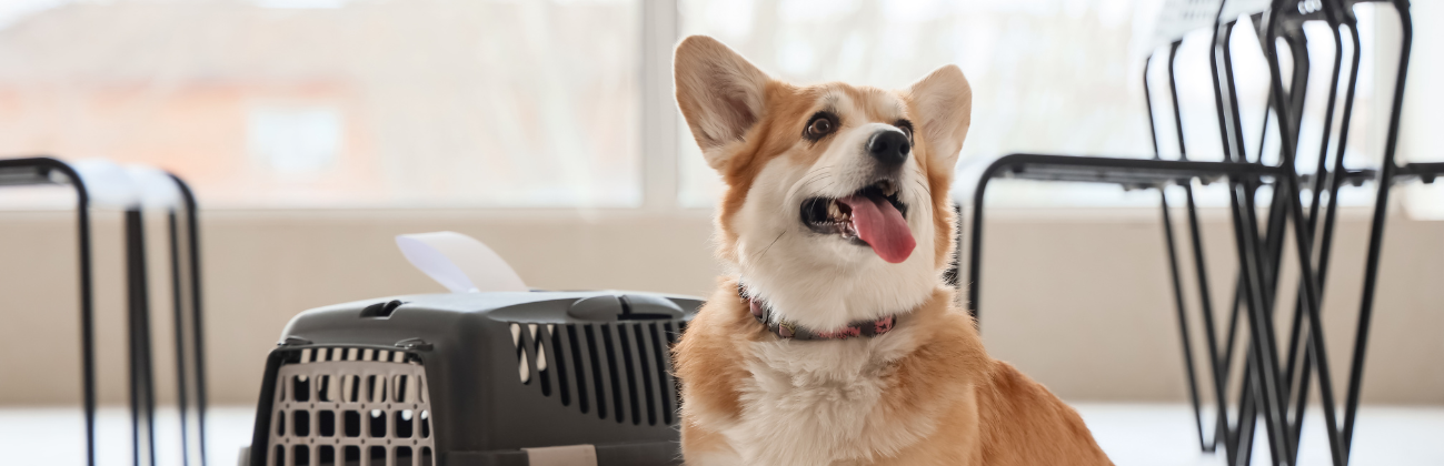 Perro en un aeropuerto junto a un transportín homologado IATA y su 
Pasaporte Europeo, ilustrando la preparación legal y logística para viajar 
con mascotas.