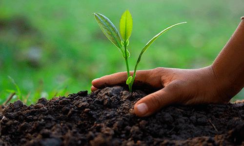 Mano plantando una semilla 