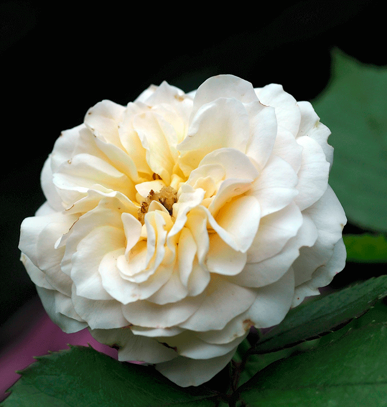 flor blanca 