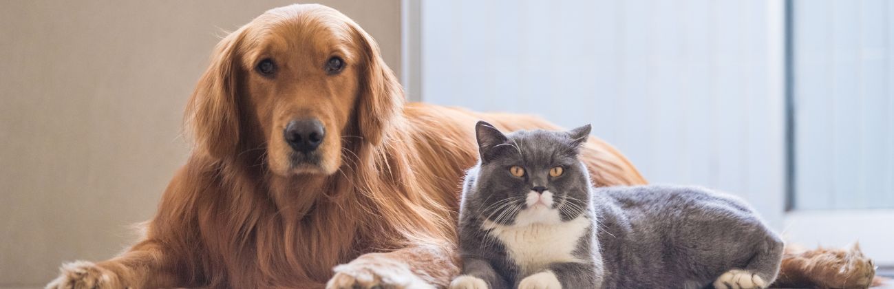 Plato con pienso de alta calidad y tazón con receta casera, junto a un 
perro y un gato sanos.