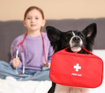 Kit de primeros auxilios y salud para mascotas en viaje