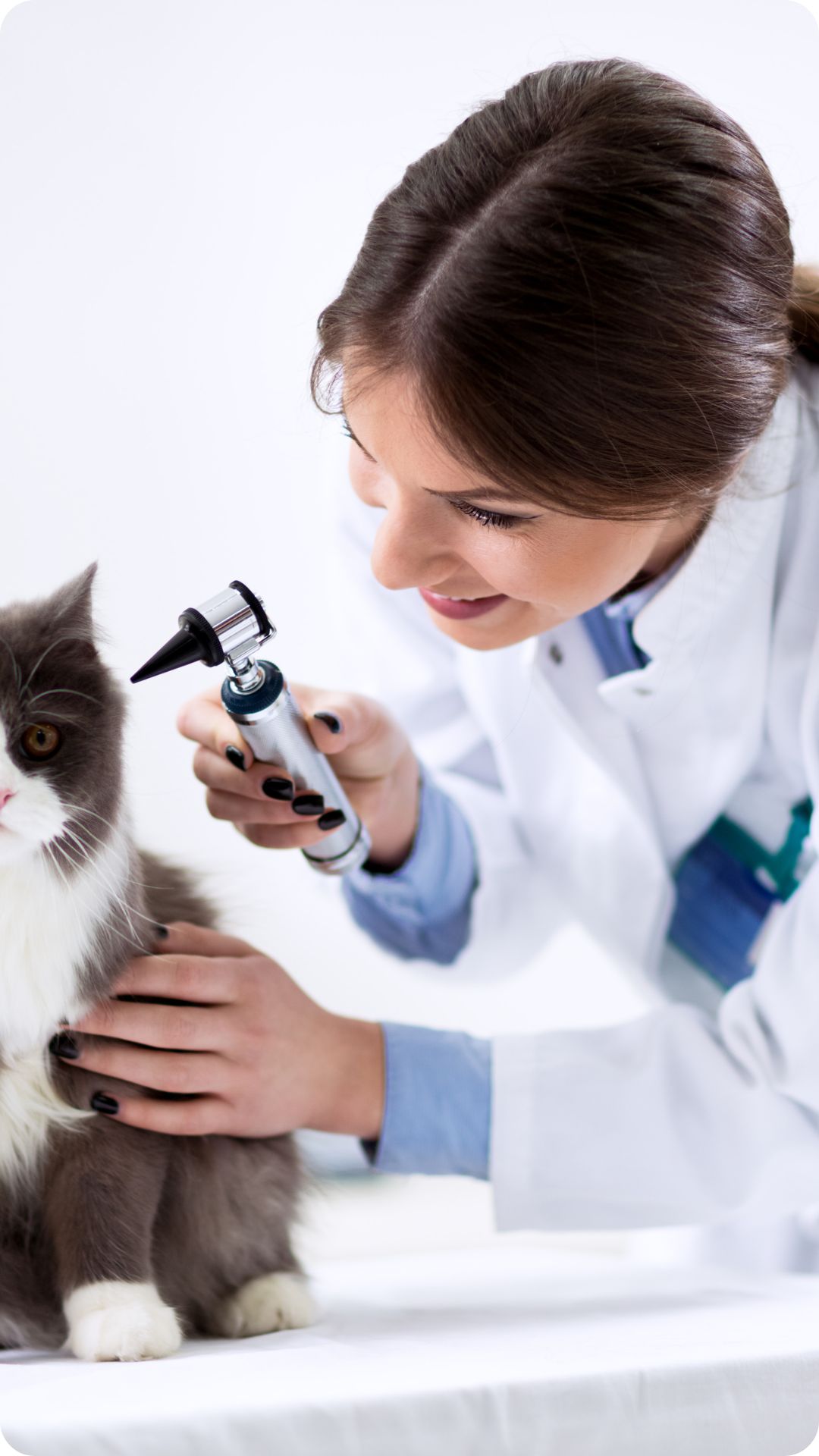 Principios metodológicos de Iris Global para guías de mascotas