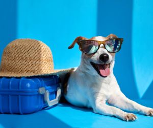 Perro feliz en maleta listo para viajar
