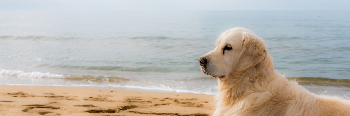 seguro de viaje mascotas