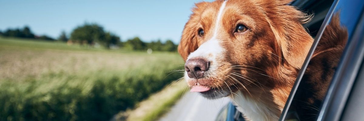 Seguro de viaje para mascotas con asistencia veterinaria y coberturas durante el viaje
