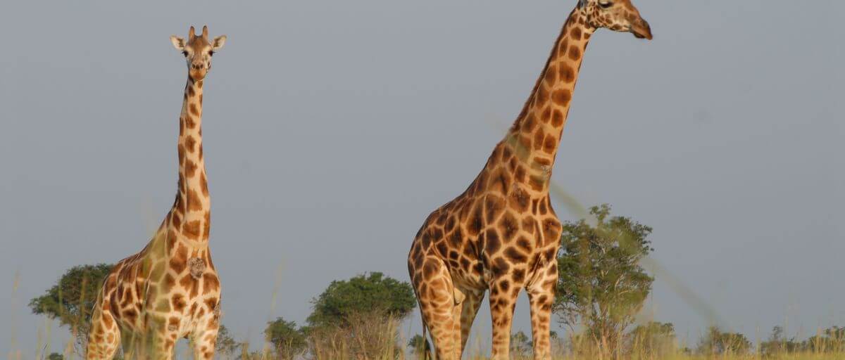Uganda