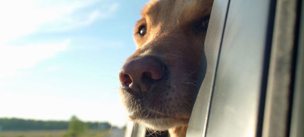 Persona viajando con su perro de forma segura gracias al seguro de viaje para mascotas de Iris Global